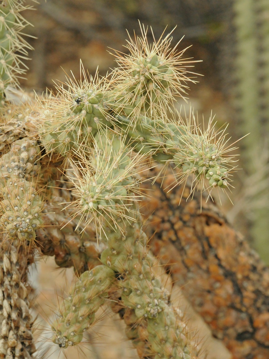 Изображение особи Cylindropuntia fulgida.