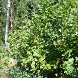 Ribes atropurpureum. Плодоносящее растение. Восточно-Казахстанская обл., г. Риддер, окр. Малоульбинского вдхр., у просёлочной дороги к вдхр. 30.07.2008.