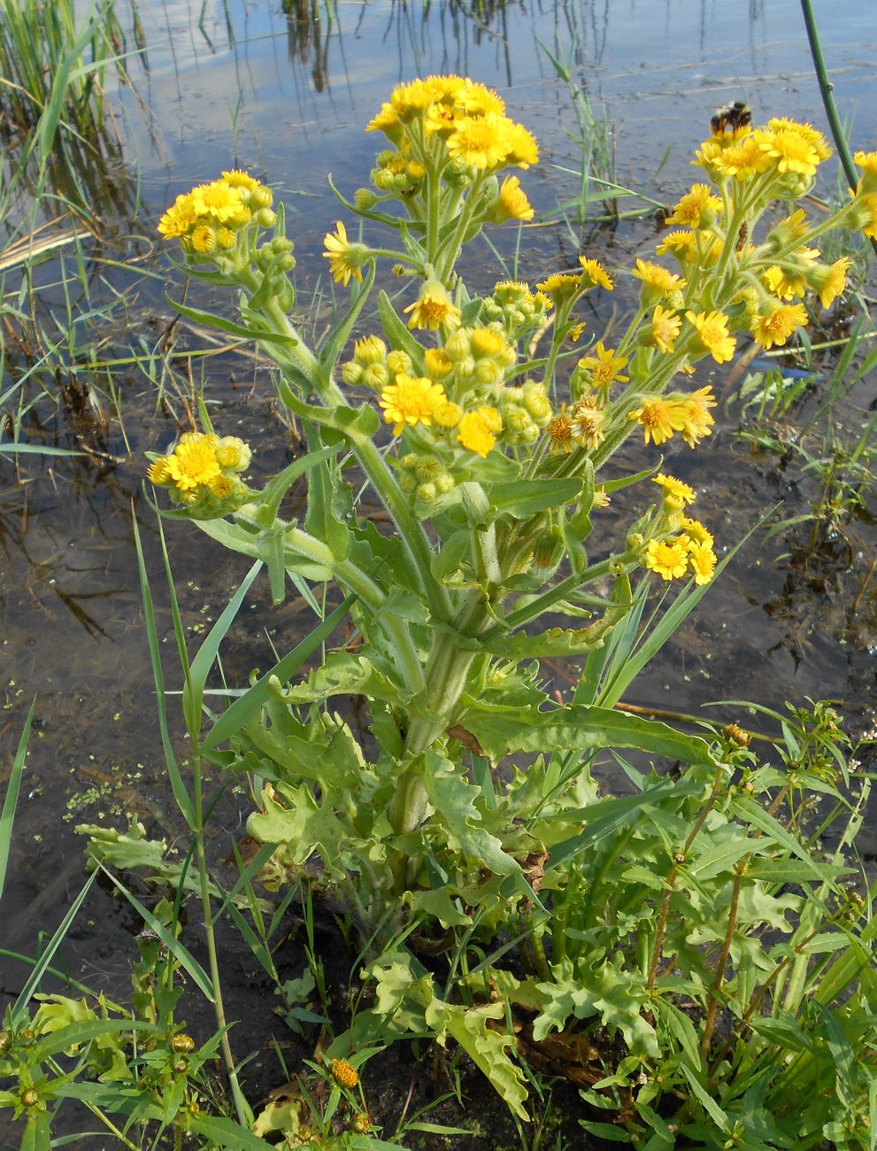 Изображение особи Tephroseris palustris.