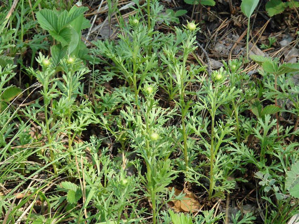 Image of Chrysanthemum zawadskii specimen.