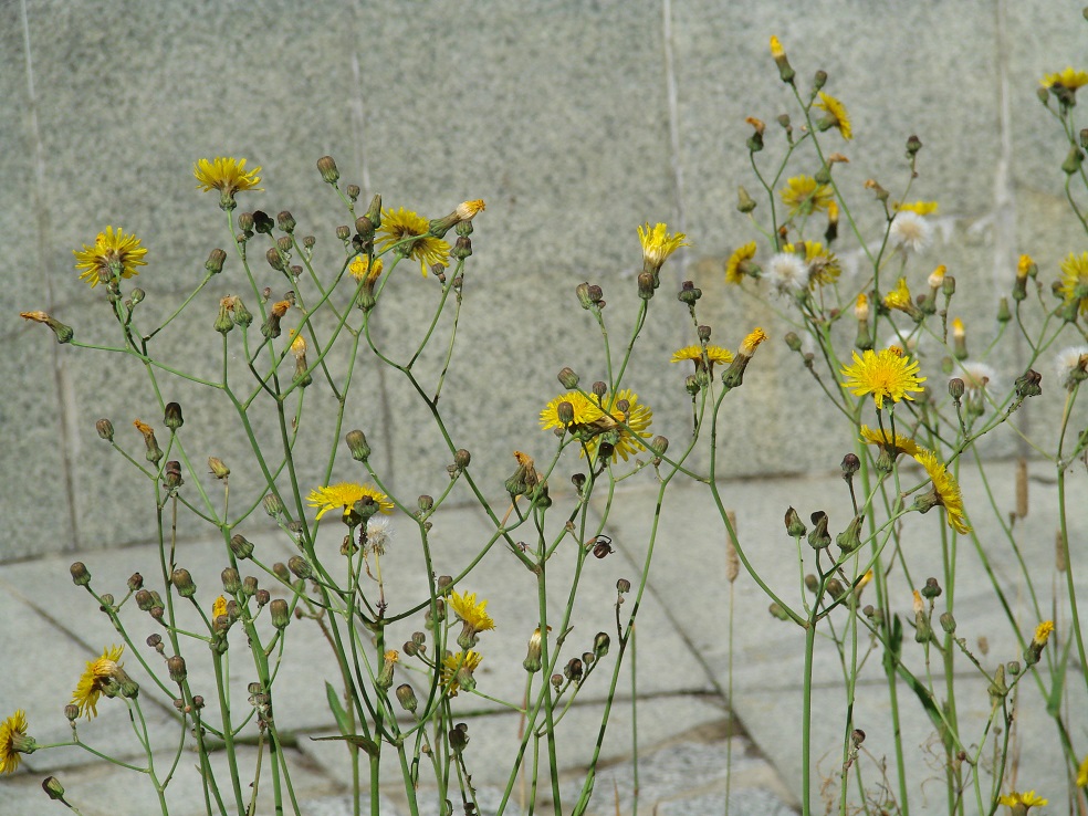 Image of Sonchus arvensis ssp. uliginosus specimen.