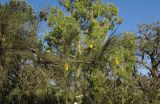 Hakea chordophylla