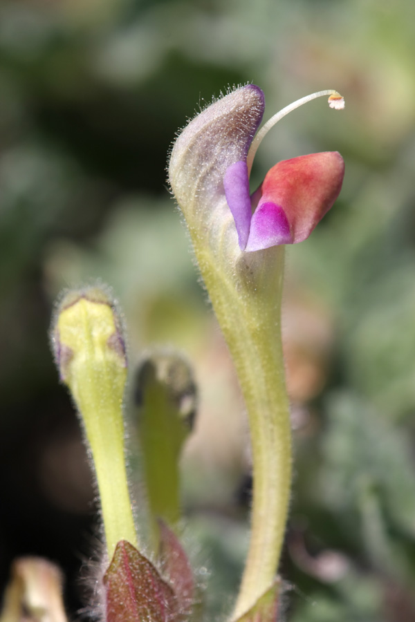 Изображение особи Scutellaria subcaespitosa.