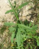 Verbena officinalis