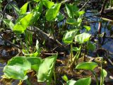 Calla palustris