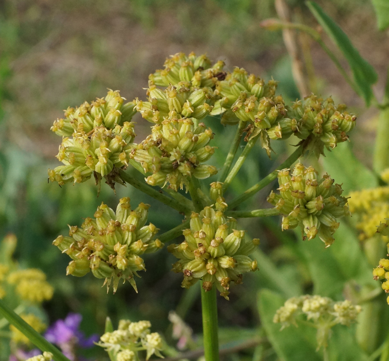 Изображение особи Levisticum officinale.