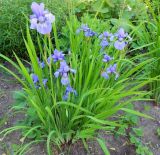 genus Iris
