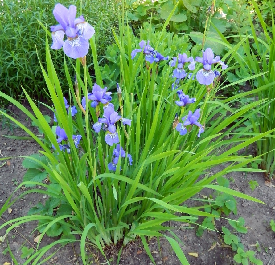 Image of genus Iris specimen.