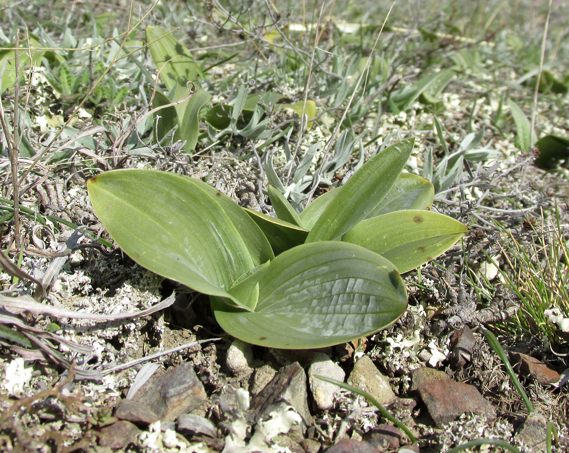 Image of Himantoglossum caprinum specimen.