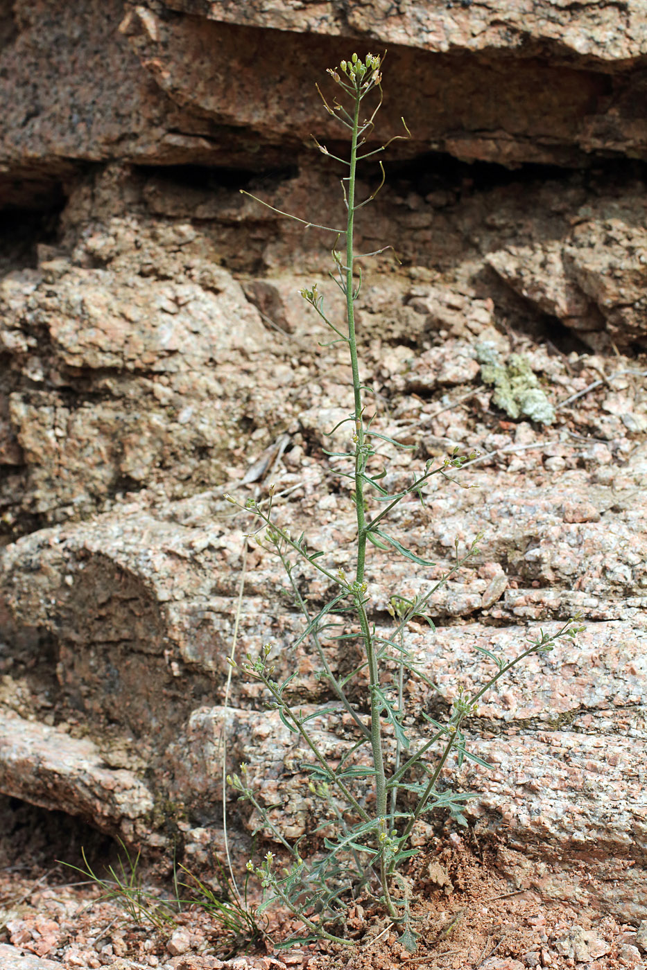 Image of Crucihimalaya wallichii specimen.