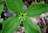 Paris quadrifolia. Цветущее растение (вид сверху). Украина, Киев, заказник \"Лесники\", ясенёво-грабово-осиновый лес. 5 мая 2007 г.