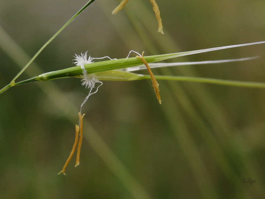 Image of Stipa capillata specimen.