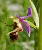 Ophrys oestrifera