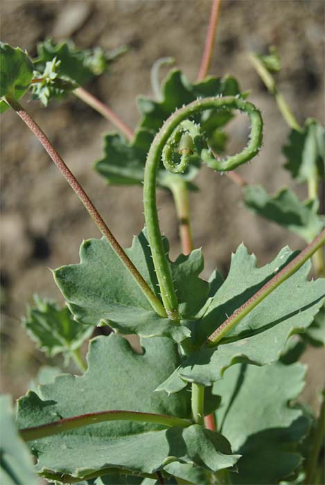 Изображение особи Glaucium elegans.