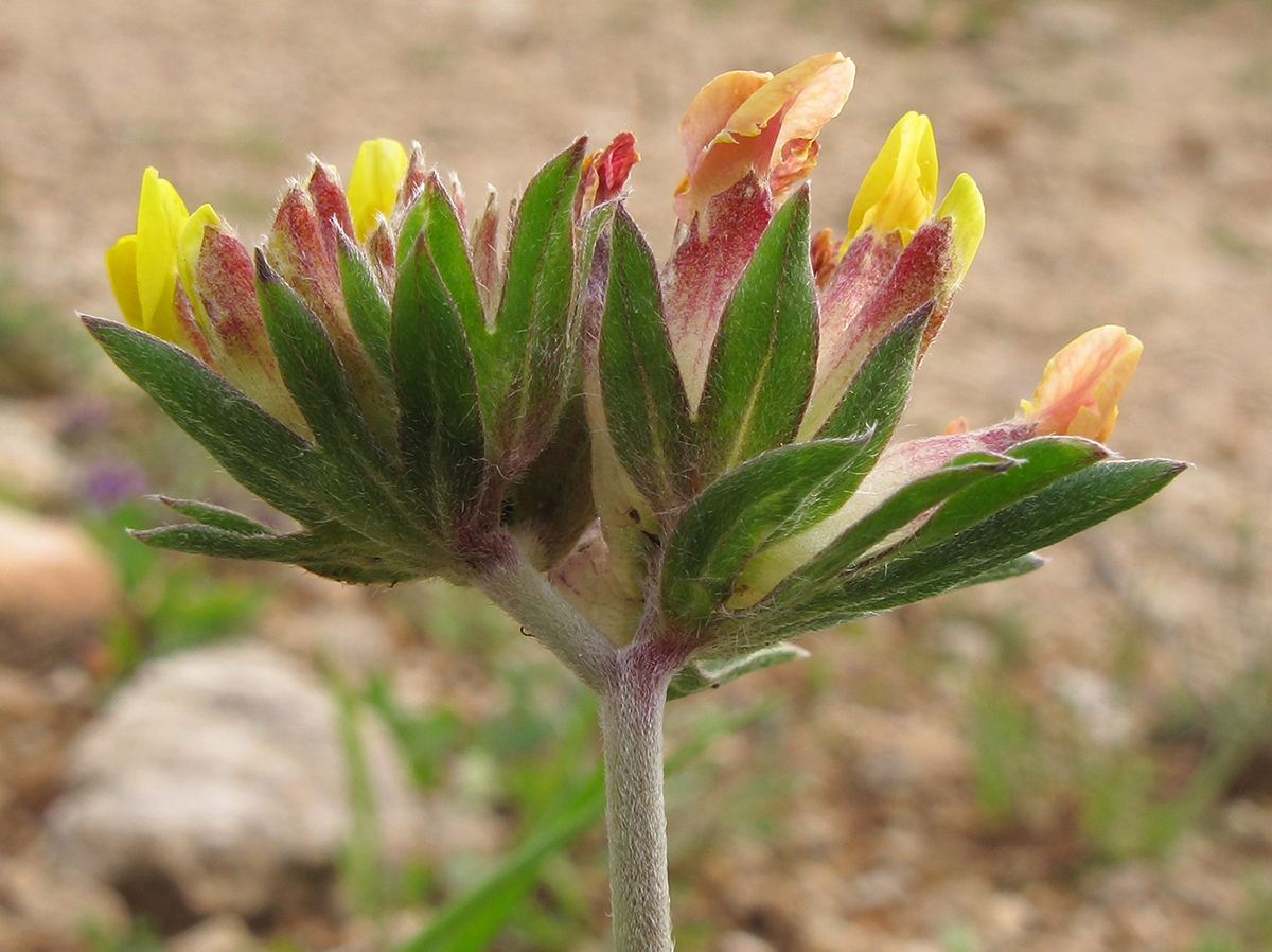Image of Anthyllis variegata specimen.