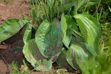 Plantago maxima