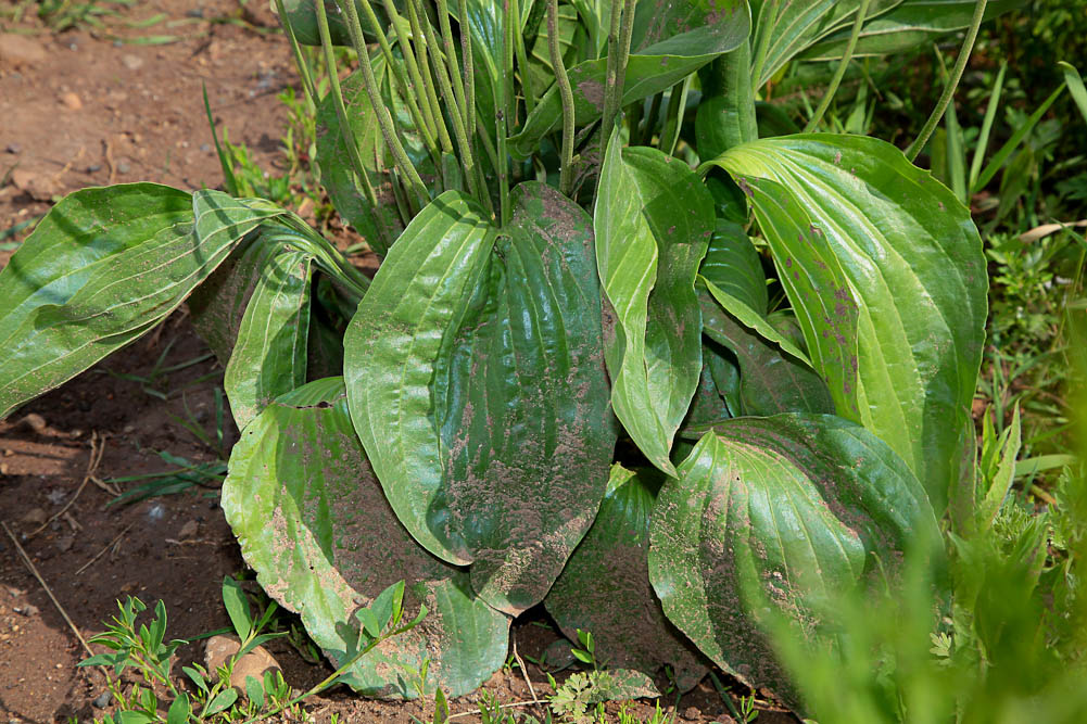 Изображение особи Plantago maxima.