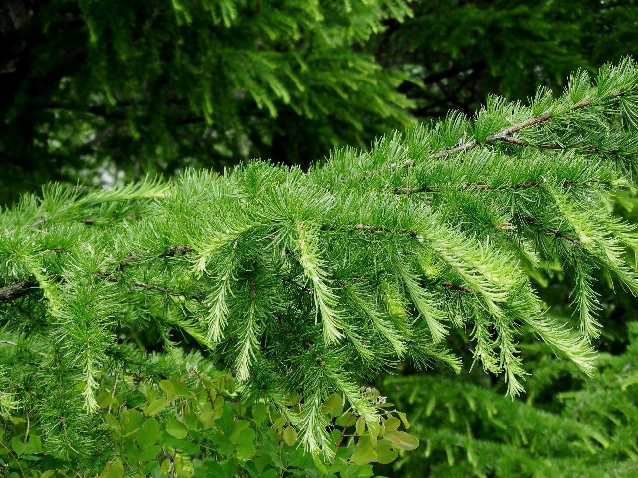 Image of genus Larix specimen.