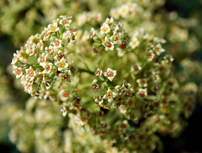 Image of Cotinus coggygria specimen.