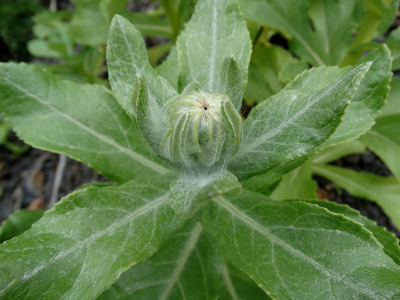 Image of Senecio pseudoarnica specimen.
