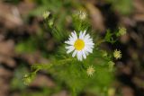 Tripleurospermum inodorum