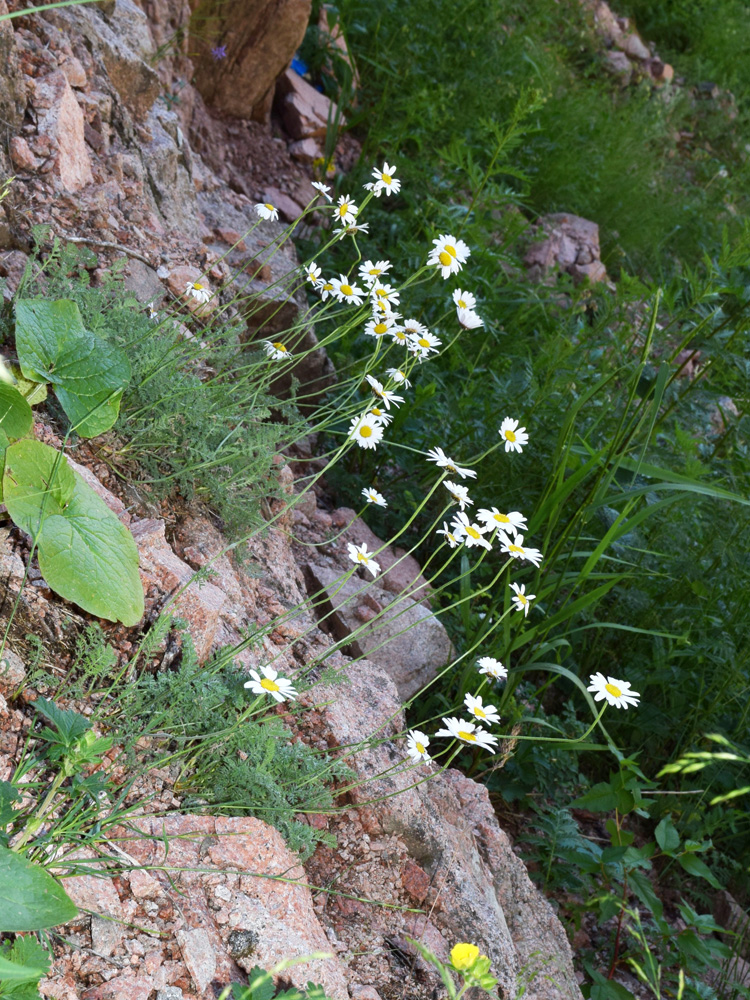 Image of Richteria pyrethroides specimen.