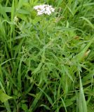 Achillea cartilaginea