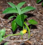 Euphorbia heterophylla