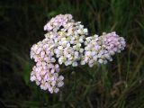 Achillea millefolium