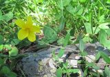 род Helianthemum