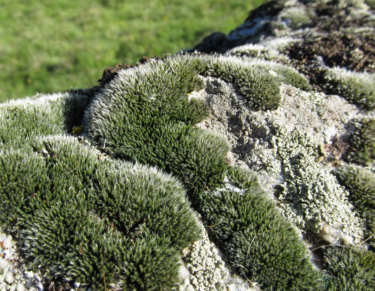 Image of familia Grimmiaceae specimen.