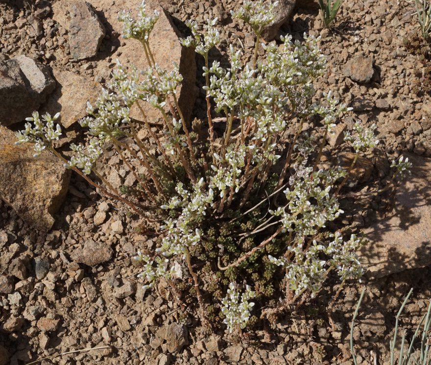 Изображение особи Sedum alberti.