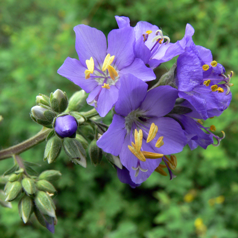 Image of Polemonium caeruleum specimen.