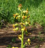Ligularia altaica
