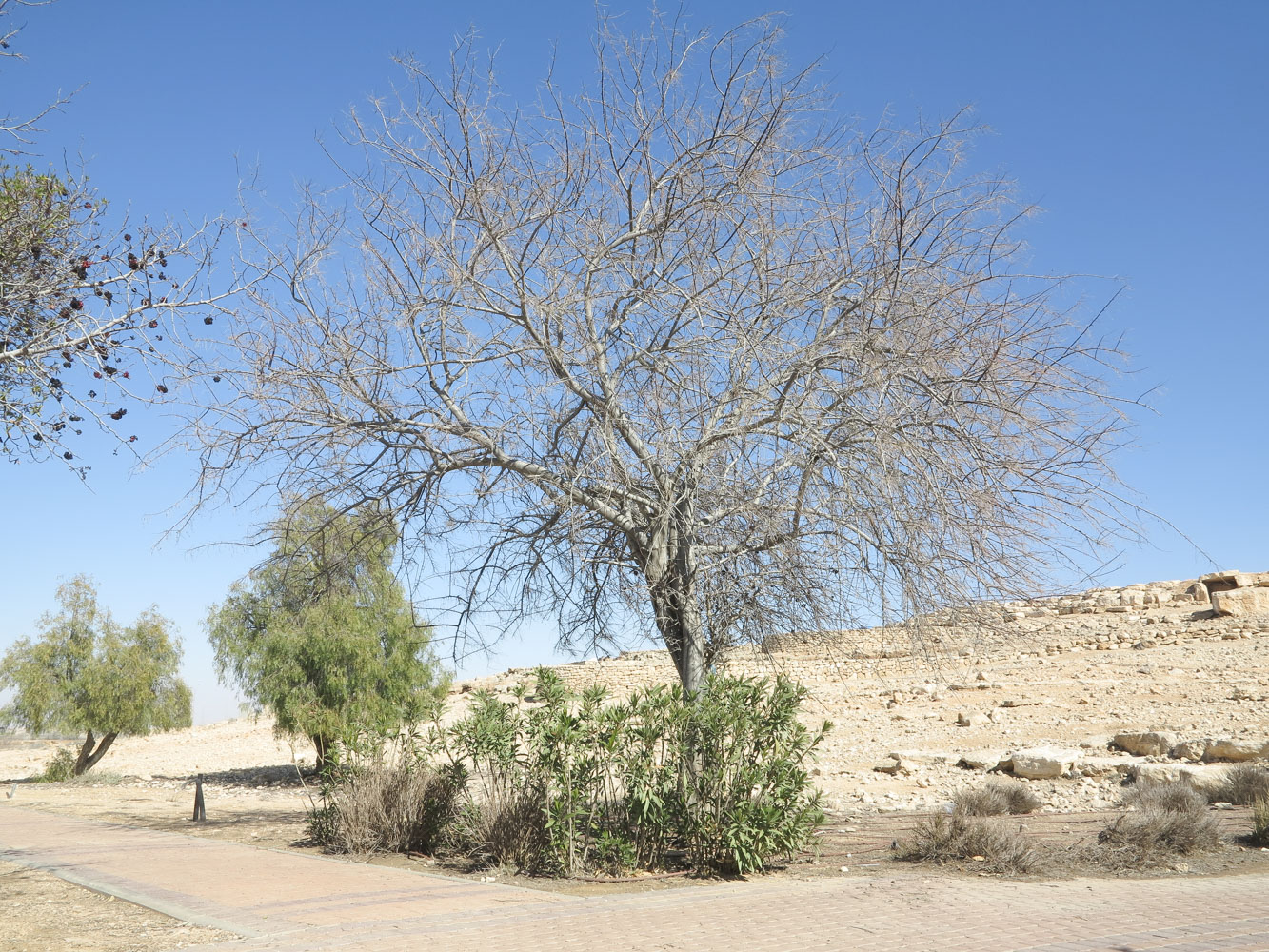 Image of Pistacia atlantica specimen.