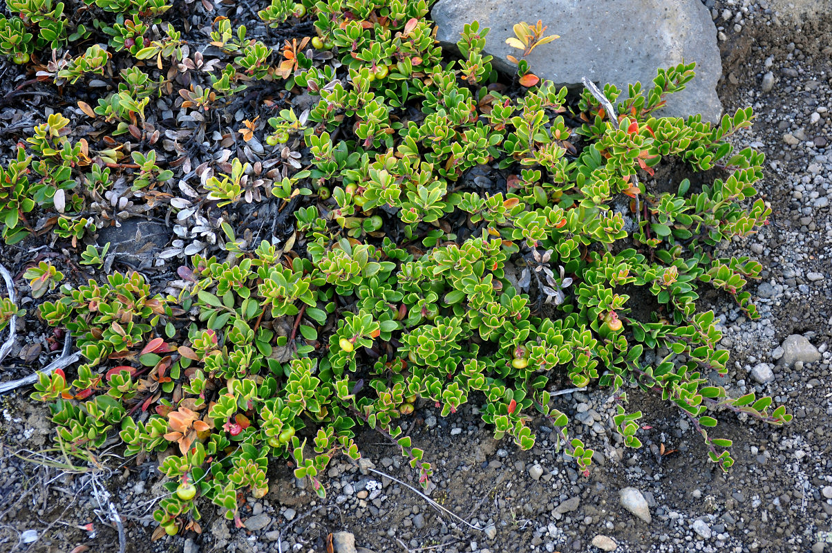 Изображение особи Arctostaphylos uva-ursi.