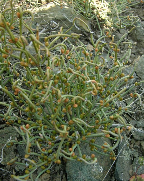 Image of Ephedra distachya specimen.