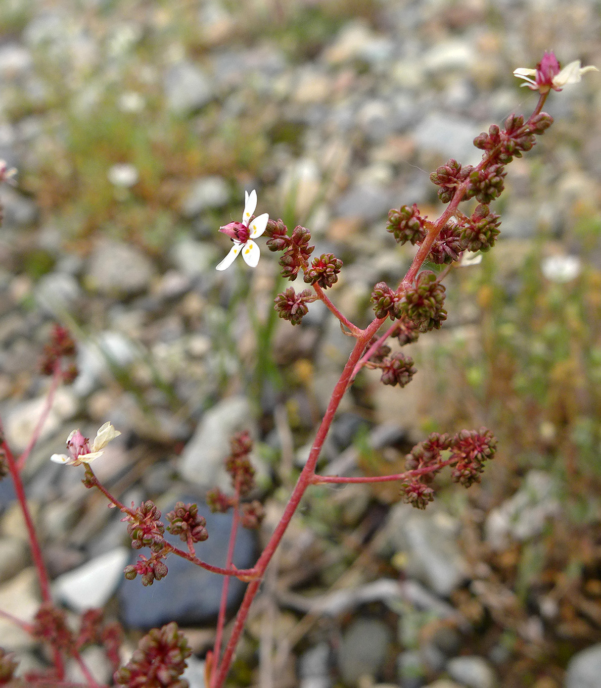 Image of Micranthes foliolosa specimen.