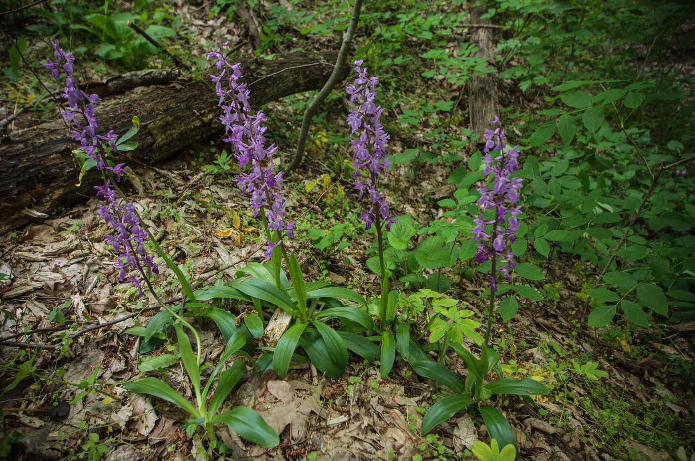 Изображение особи Orchis mascula.