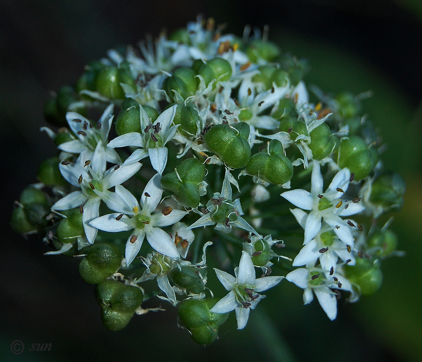 Изображение особи Allium ramosum.