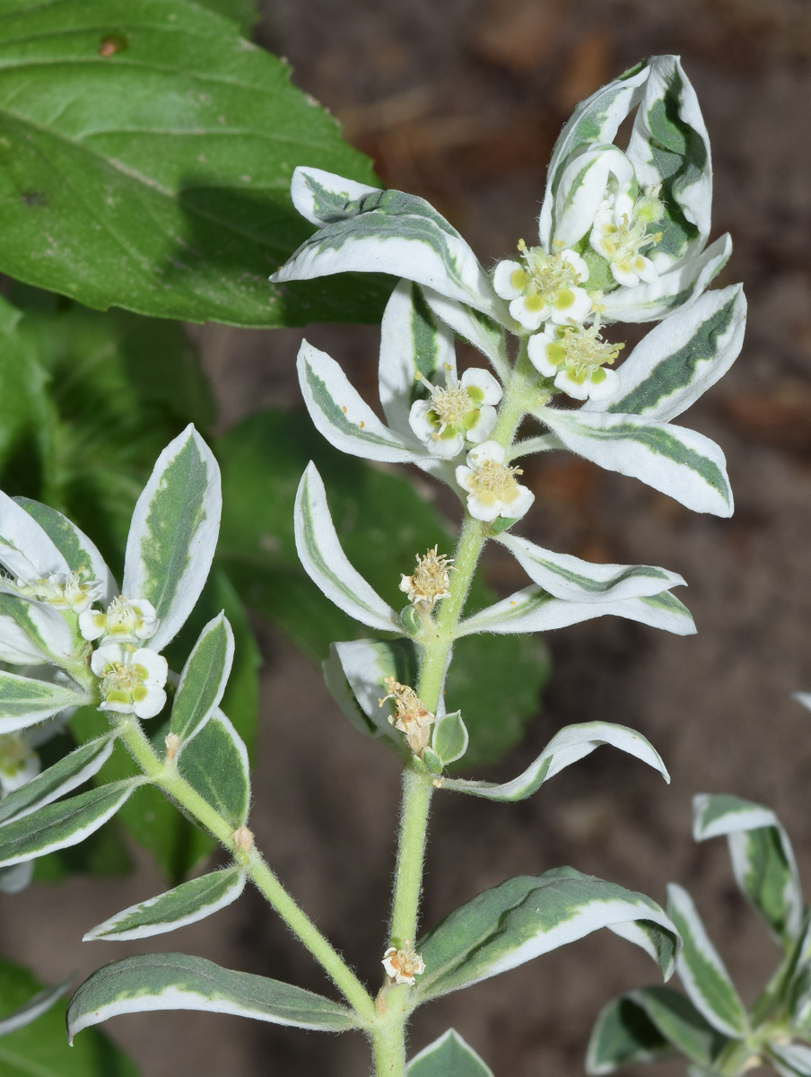 Изображение особи Euphorbia marginata.