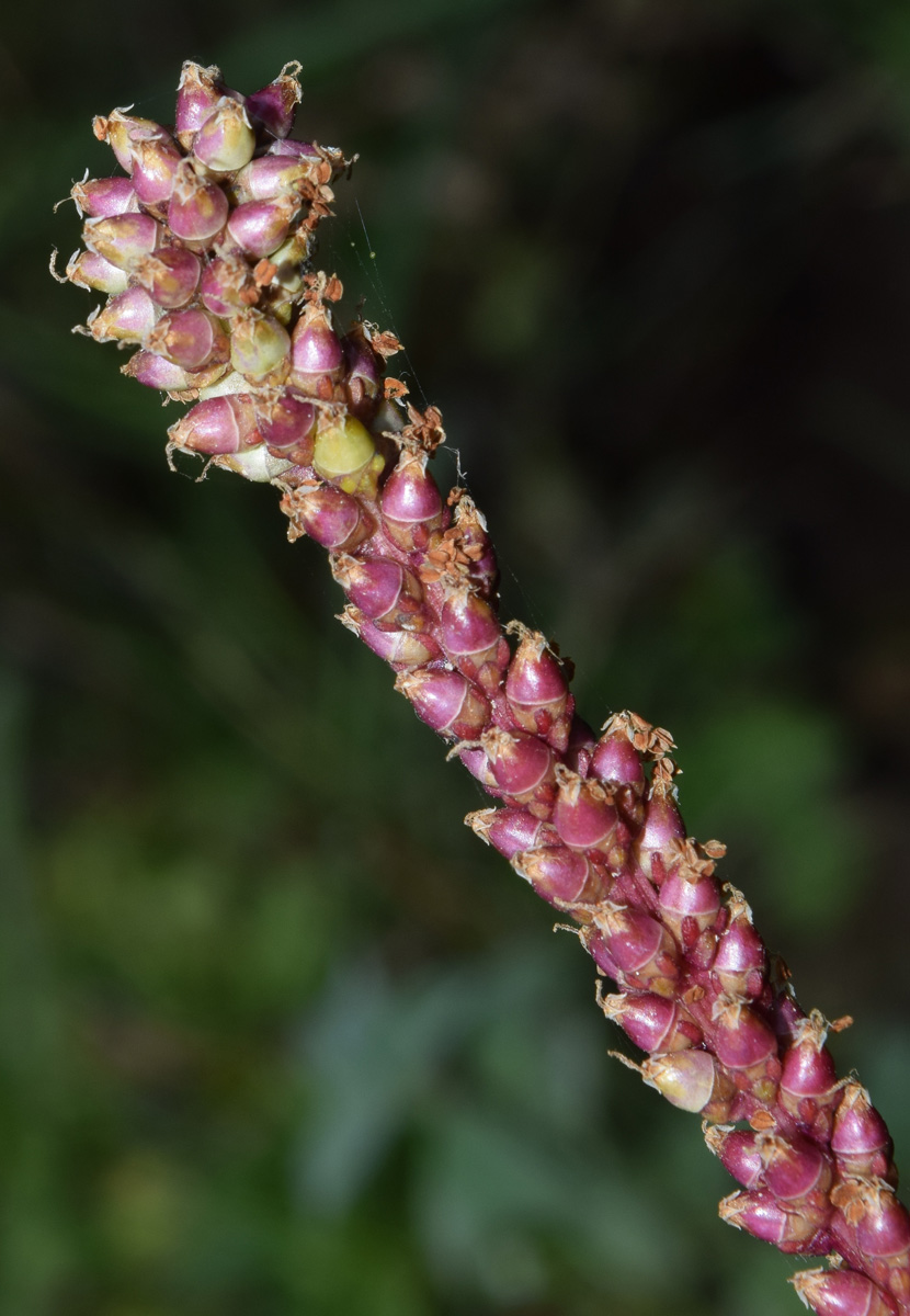 Image of Plantago major specimen.