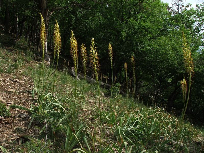 Image of Eremurus thiodanthus specimen.