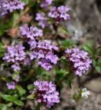 Thymus seravschanicus. Соцветия. Казахстан, Алматинская обл., Заилийский Алатау, ущ. Горельник, в р-не моренных озёр, 3250 м н.у.м. 29.08.2016.