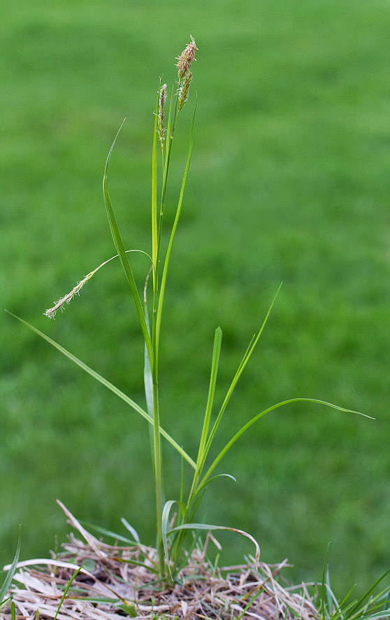 Изображение особи Carex arnellii.