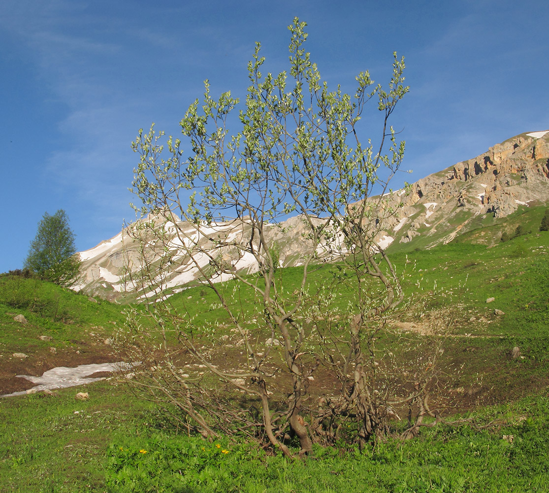 Изображение особи Salix caprea.