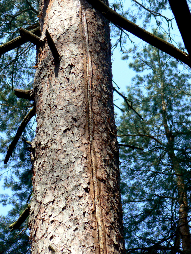 Изображение особи Pinus sylvestris.