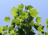 Liriodendron tulipifera