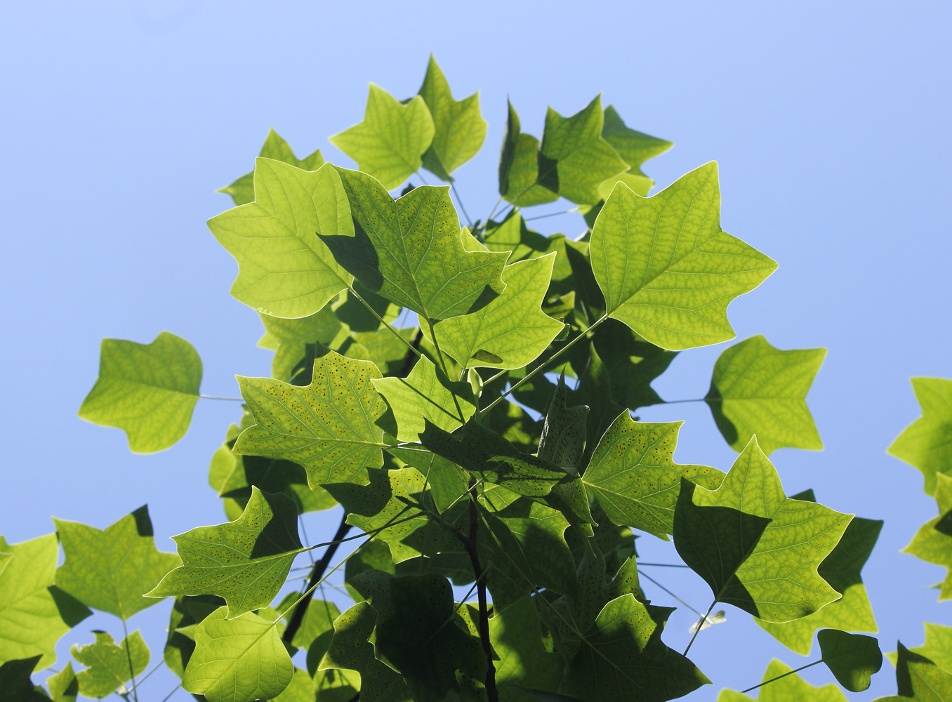 Изображение особи Liriodendron tulipifera.