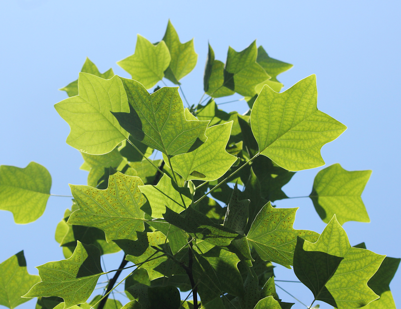 Image of Liriodendron tulipifera specimen.